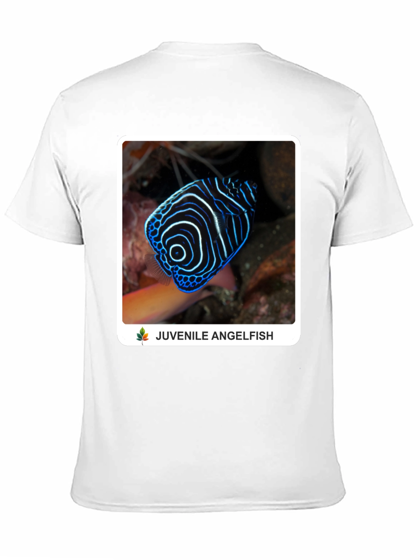 Juvenile Angelfish Graphic T-Shirt