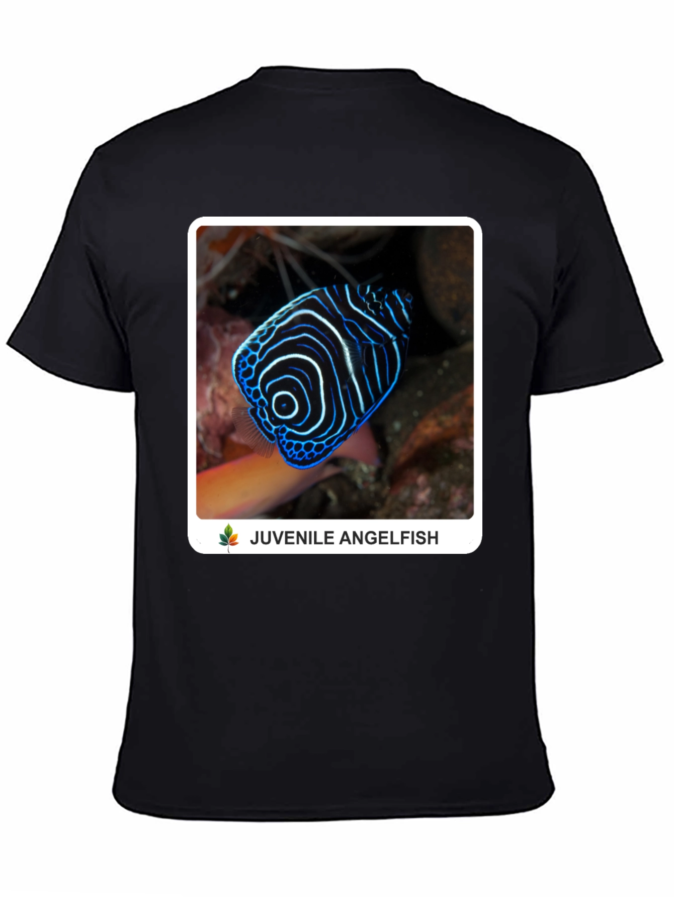 Juvenile Angelfish Graphic T-Shirt