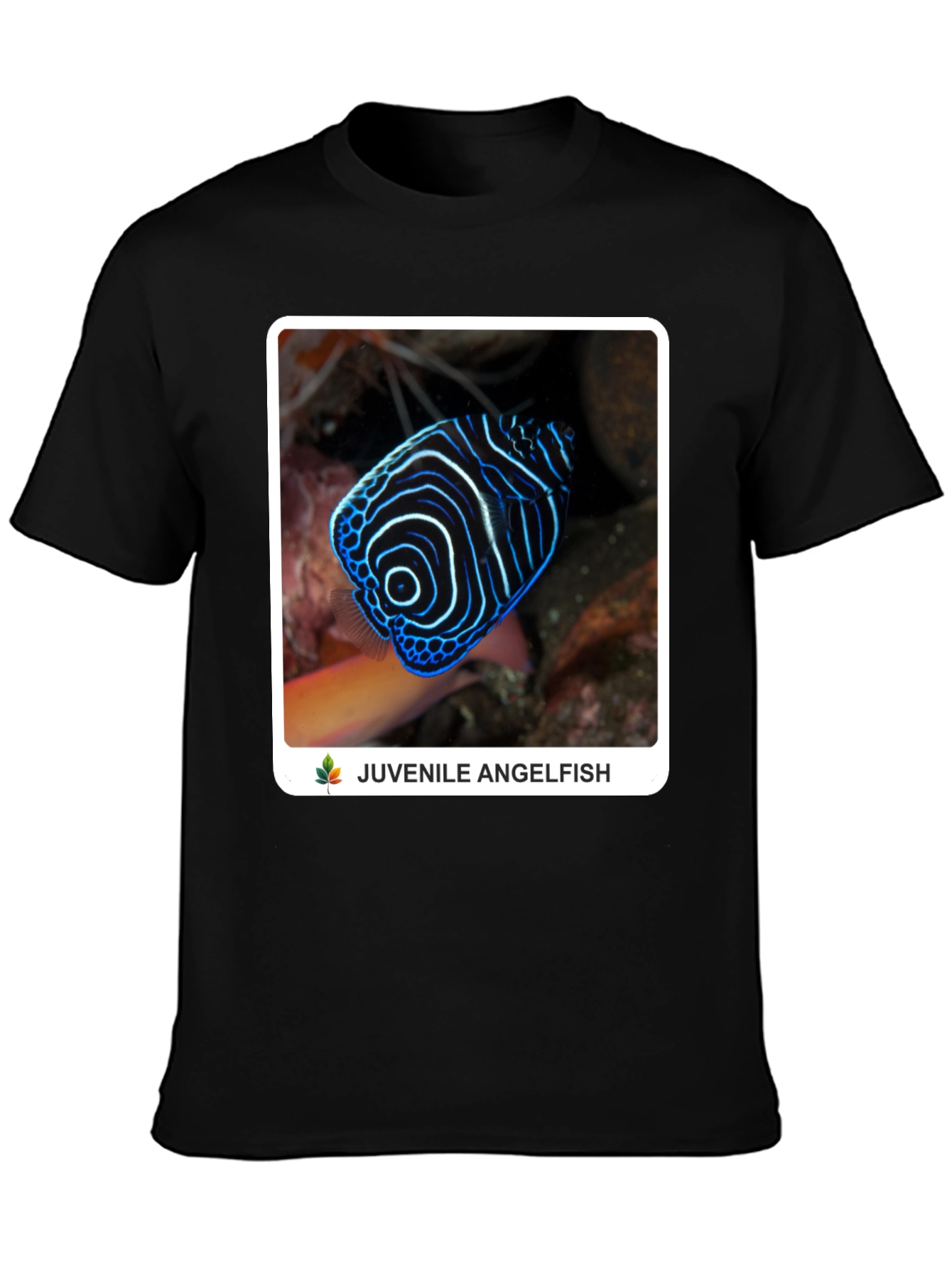 Juvenile Angelfish Graphic T-Shirt