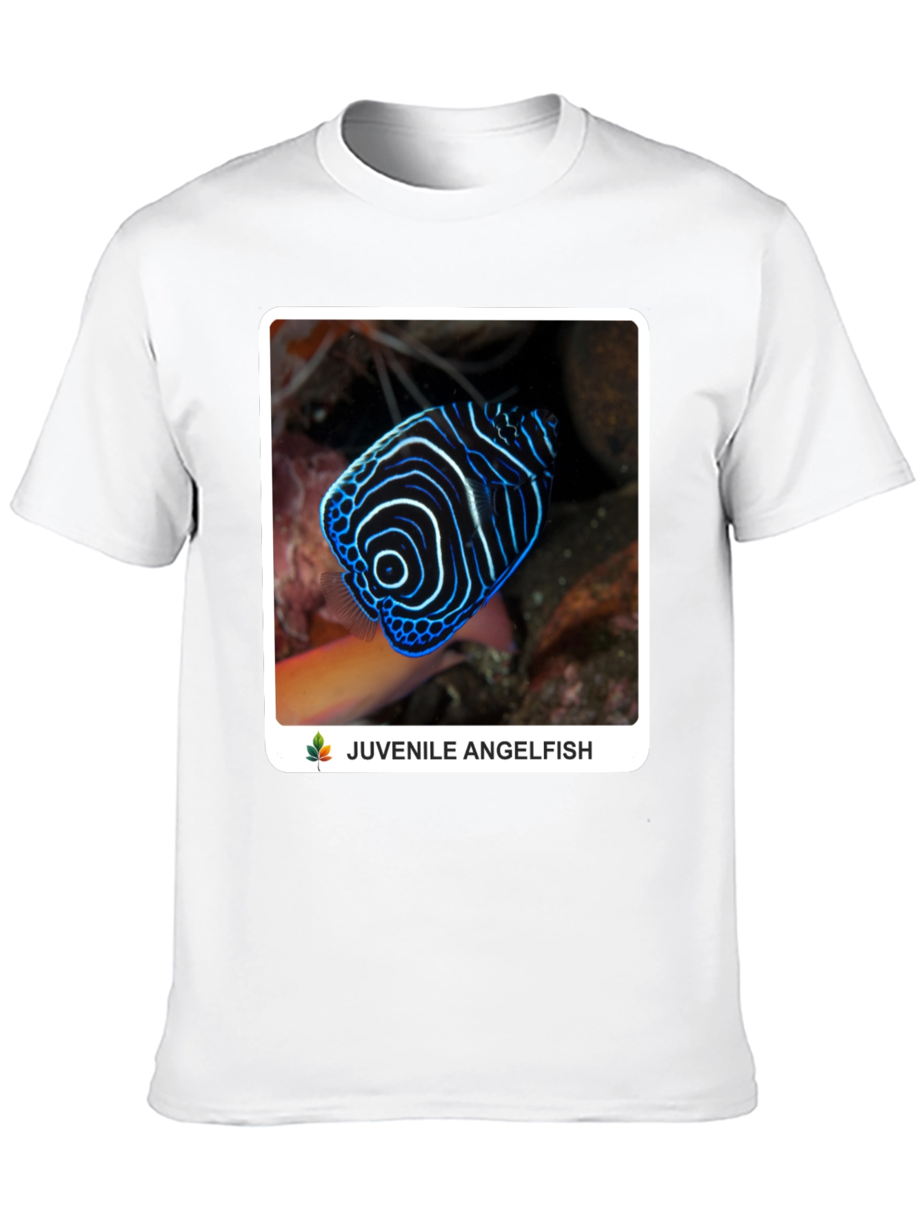 Juvenile Angelfish Graphic T-Shirt